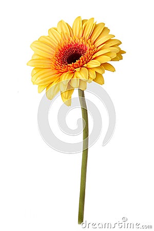 Yellow daisy flower isolated on white Stock Photo