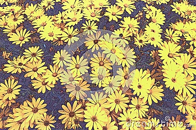 Yellow daisy flowers Stock Photo