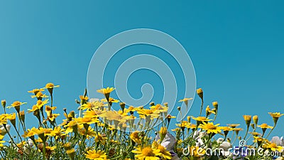 Yellow daisy flowers meadow field with clear blue sky, bright day light. beautiful natural blooming daisies in spring summer. Stock Photo