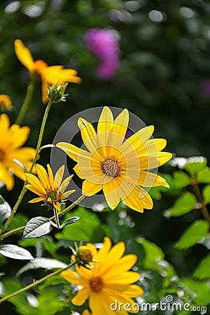 Yellow daisy flowers in summer time Stock Photo