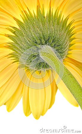 Yellow daisy-gerbera Stock Photo