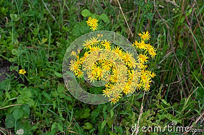 Yellow daisy like flowers of a common ragwort Stock Photo
