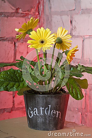 Yellow daisy in a pot Stock Photo