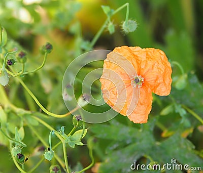 Yellow Daisylike Flowers In Bloom Stock Photo