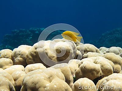 Yellow Damsel Fish on Coral Stock Photo