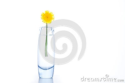 Yellow dandelion Stock Photo