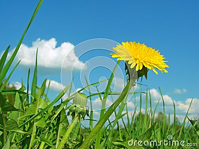 Yellow dandelion Stock Photo