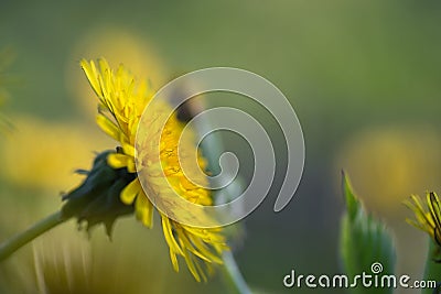 Yellow dandelion on abstract green background. Shallow depth of Stock Photo