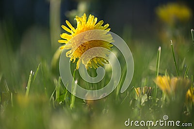 Yellow dandelion on abstract green background. Shallow depth of Stock Photo