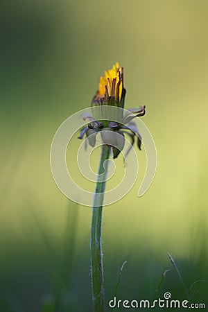 Yellow dandelion on abstract green background. Shallow depth of Stock Photo