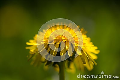 Yellow dandelion on abstract green background. Shallow depth of Stock Photo