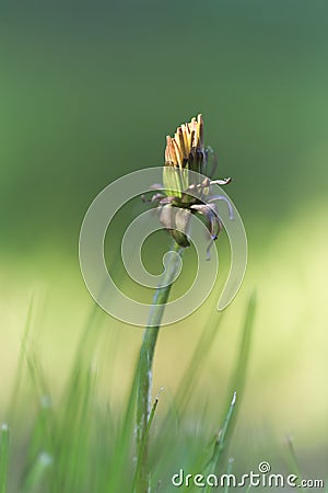 Yellow dandelion on abstract green background. Shallow depth of Stock Photo