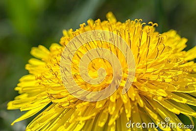 Yellow dandelion blossom with blured background, macro photo Stock Photo