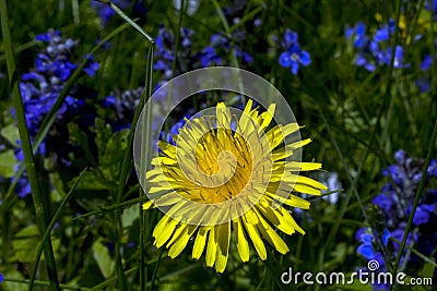 Yellow dandelion and blue field flowers in the garden Stock Photo