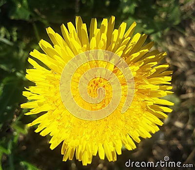 Yellow dandelion. Bright flower dandelion on background of green Stock Photo