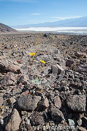 Yellow dandelion in death valley national park Stock Photo