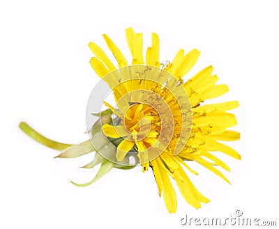 Yellow Dandelion Flower Isolated on White. Taraxacum officinale. Stock Photo