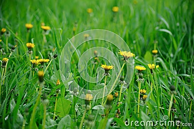 Yellow Dandelion Flowers on Green Field Stock Photo