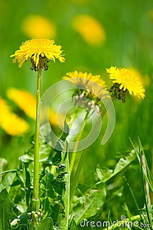 Yellow dandelion flowers with leaves in green grass, spring photo, Stock Photo