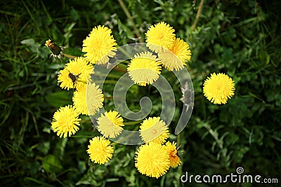 Yellow dandelion flowers with leaves in green grass, spring summer background with photo flters Stock Photo