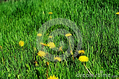 Yellow dandelion and grass Stock Photo