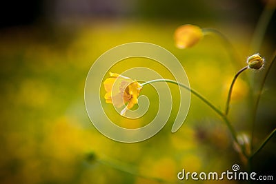 Yellow dandelion on green field Stock Photo