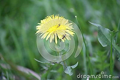 Dandelion with ants pollinating the flower. Stock Photo