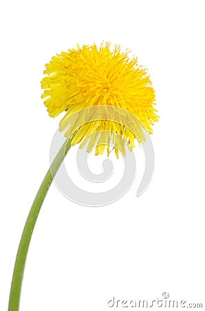 Yellow dandelion isolated on a white Stock Photo