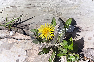 Yellow dandelion sprouted from the asphalt, selective focus, stukturnoy wall. Stock Photo