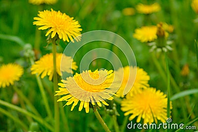 Yellow dandelion, taraxacum officinale, flower in green grass on spring meadow Stock Photo