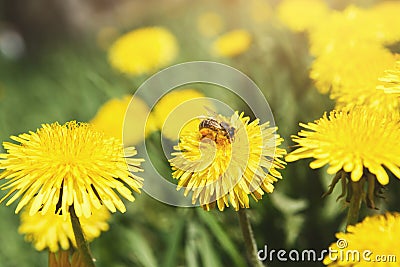 Yellow dandelion with wasp closeup. Flower background. Stock Photo