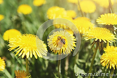 Yellow dandelion with wasp closeup. Flower background. Stock Photo