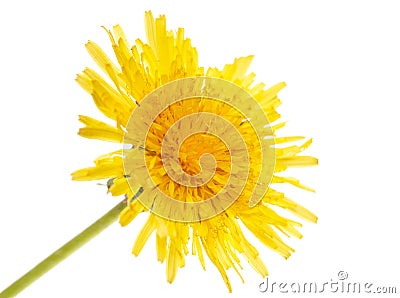 Yellow dandelion on a white background Stock Photo