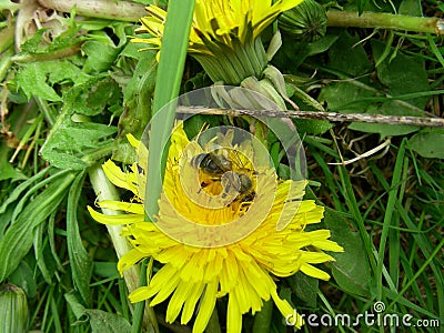 On a yellow dandelion a yellow bee Stock Photo