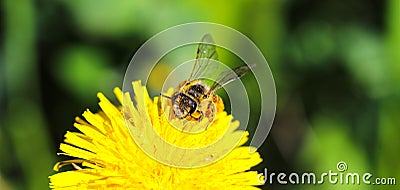 Yellow dandelions with a bee. The honey bee collects nectar from a dandelion flower. Stock Photo