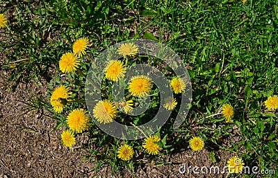 Yellow dandelions. Bright flowers dandelions on background of green spring meadows. Stock Photo