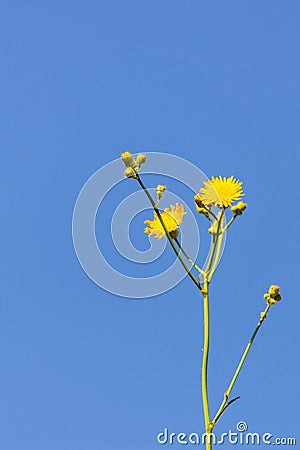 Yellow dandelions flower on blue sky Stock Photo