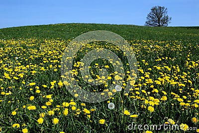 Yellow dandelions in spring Stock Photo