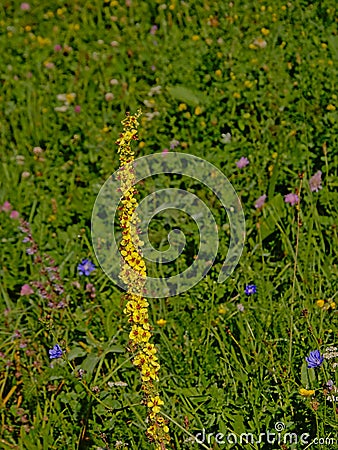 Yellow Dark mullein flowers on a green background - verbascum nigrum Stock Photo