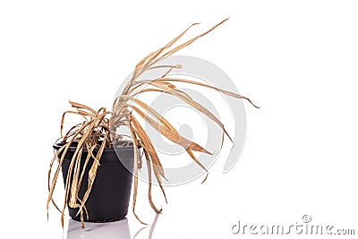 Yellow dead plant (Pandanus) in potted. Studio shot isolated on Stock Photo