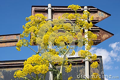 Yellow wild flower and signposts, Sicily, Italy Stock Photo