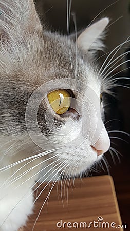 Yellow Deep Eyes Stock Photo