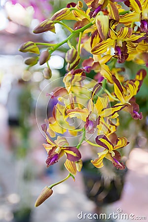 Yellow Dendrobium Memoria Loo Sing Chew orchid. Stock Photo