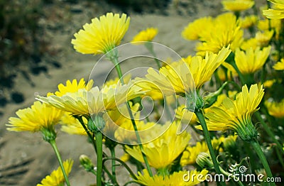 Yellow desert dandelion flowers, Anza Borrego desert state park, Stock Photo