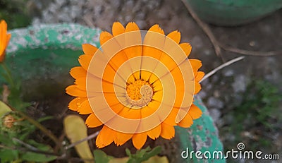 YELLOW DESI IN NEAR BY BADRINATH Stock Photo