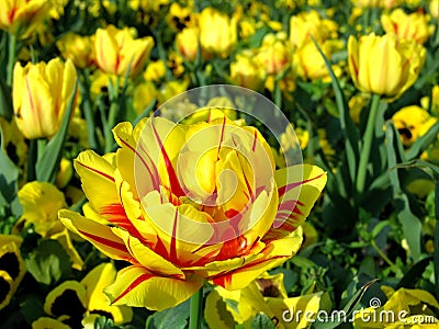 Yellow detail of tulip flower Stock Photo