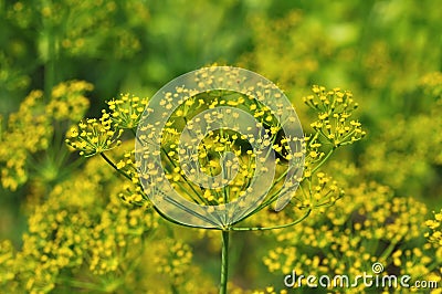 Yellow dill Stock Photo