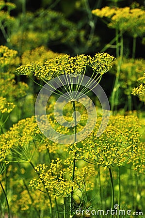 Yellow dill Stock Photo