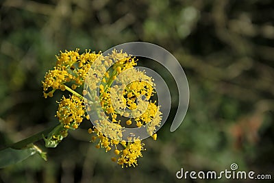 Yellow Dill Stock Photo