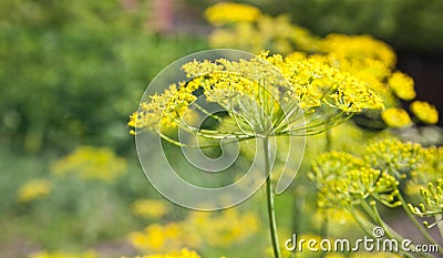 Yellow dill flower in a close-up garden Stock Photo